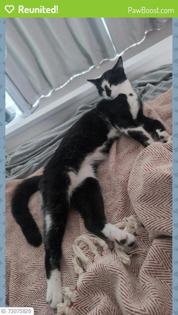 Reunited Male Cat last seen Cherington Road, Bristol BS10, Bristol City, England 