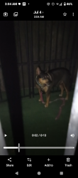 Found/Stray Unknown Dog last seen West Capitol, West Sacramento, CA 95691
