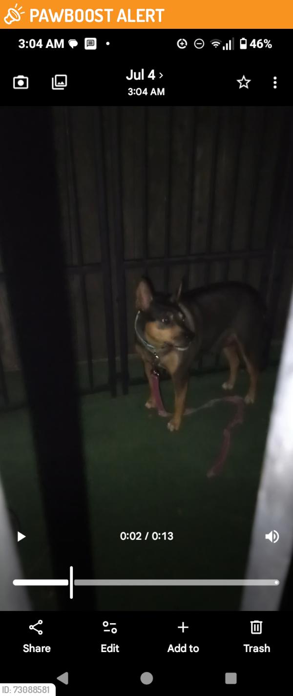Found/Stray Unknown Dog last seen West Capitol, West Sacramento, CA 95691