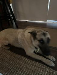 Found/Stray Male Dog last seen Catawba cove lake wylie, Belmont, NC 28012
