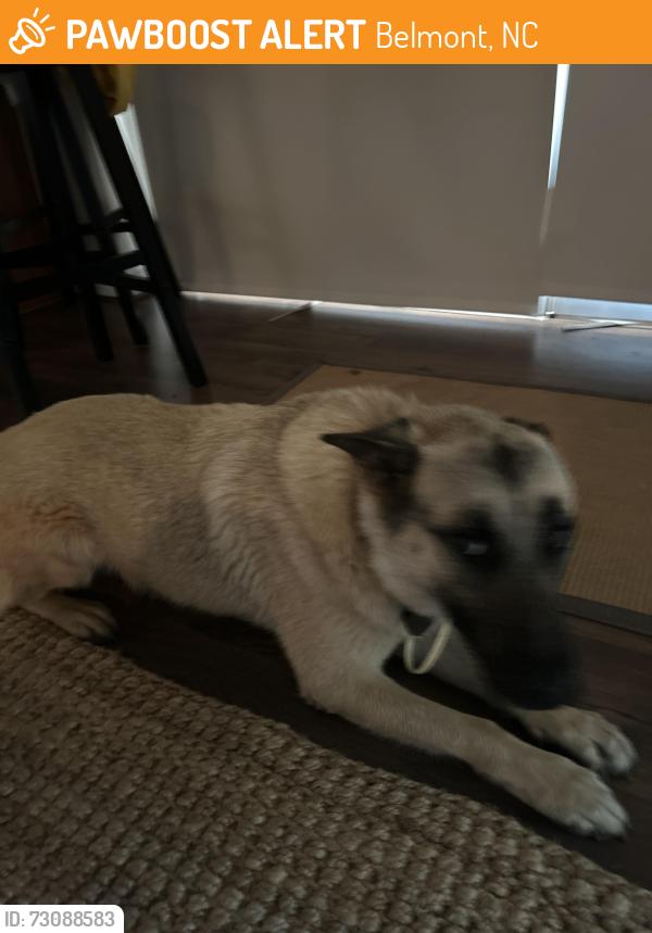 Found/Stray Male Dog last seen Catawba cove lake wylie, Belmont, NC 28012