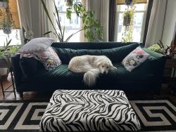 Lost Male Dog last seen South street east, Sandy Hill Road and Williams ave. Near the train tracks, Raynham, MA 02767