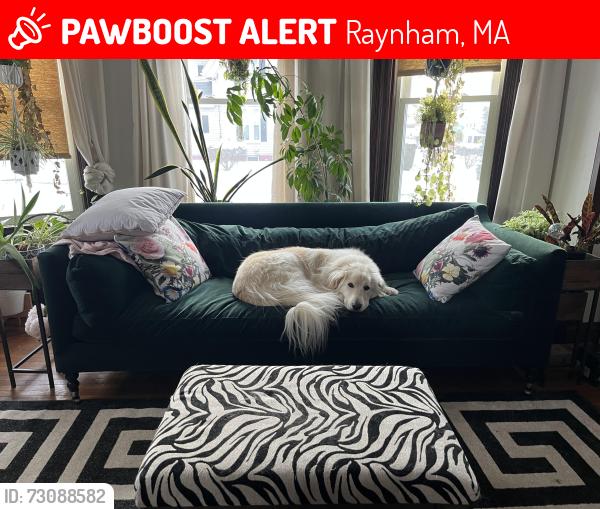 Lost Male Dog last seen South street east, Sandy Hill Road and Williams ave. Near the train tracks, Raynham, MA 02767