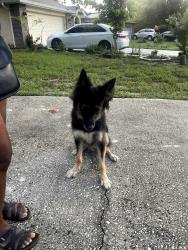 Reunited Male Dog last seen Bellamy CT, Orlando, FL 32817