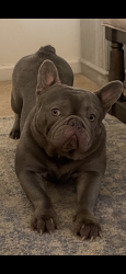 Lost Male Dog last seen Walnut Farms Parkway , Stafford County, VA 22405