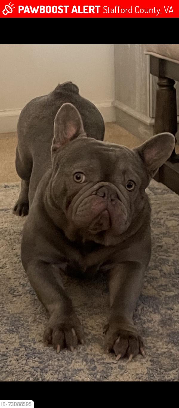 Lost Male Dog last seen Walnut Farms Parkway , Stafford County, VA 22405
