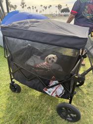 Lost Female Dog last seen De anza cove, San Diego, CA 92109