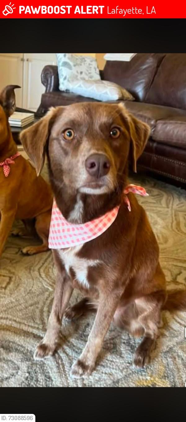 Lost Female Dog last seen E Broussard, Johnston Street, Stonehaven subdivision, Lafayette, LA 70503