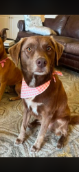 Lost Female Dog last seen E Broussard, Johnston Street, Stonehaven subdivision, Lafayette, LA 70503