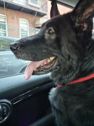 Reunited Female Dog last seen Broad and East Passyunk , Philadelphia, PA 19145
