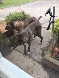 Found/Stray Unknown Dog last seen Beckwith and Lebanon road, Mt. Juliet, TN 37122