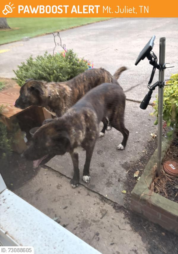 Found/Stray Unknown Dog last seen Beckwith and Lebanon road, Mt. Juliet, TN 37122