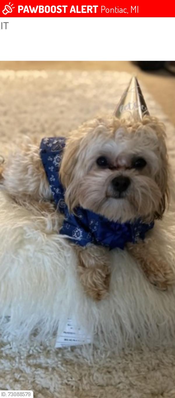 Lost Male Dog last seen Pontiac/Southfield, Pontiac, MI 48342