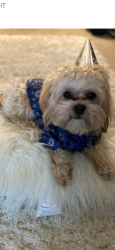 Lost Male Dog last seen Pontiac/Southfield, Pontiac, MI 48342