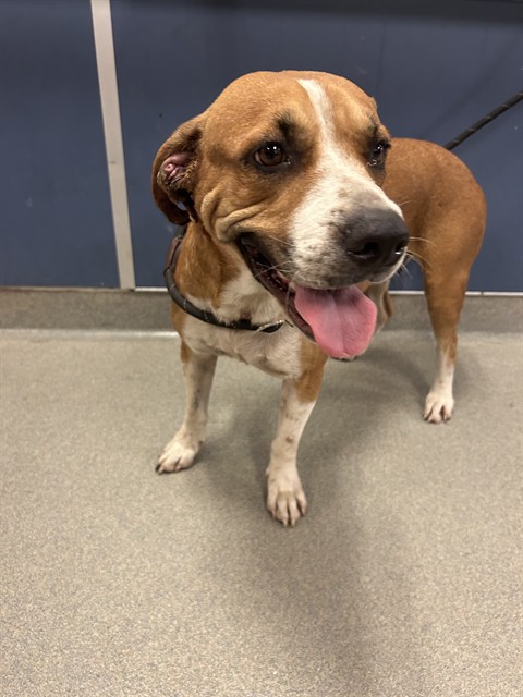 Shelter Stray Female Dog last seen Near BLOCK SW 214TH AVE, 3599 NW 79th Ave, Doral, FL 33122, USA
