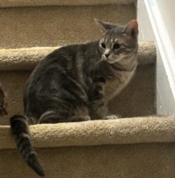 Lost Female Cat last seen sperry blvd , North New Hyde Park, NY 11040
