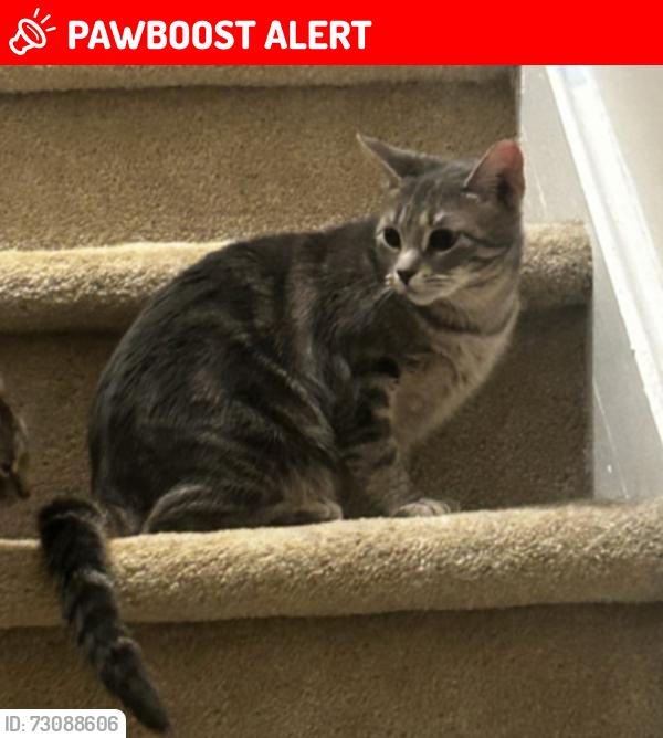 Lost Female Cat last seen sperry blvd , North New Hyde Park, NY 11040