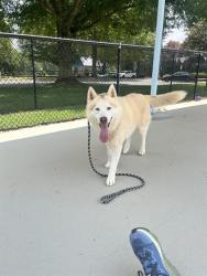 Shelter Stray Male Dog last seen CHARLOTTE, 8315 Byrum Dr, Charlotte, NC 28217, USA