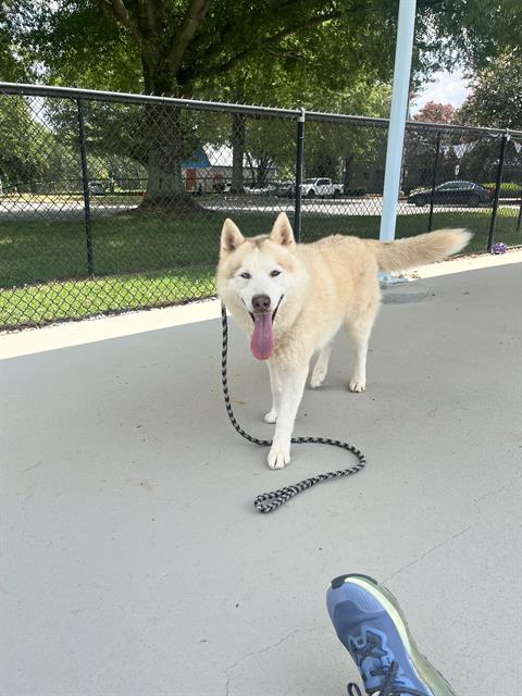 Shelter Stray Male Dog last seen CHARLOTTE, 8315 Byrum Dr, Charlotte, NC 28217, USA