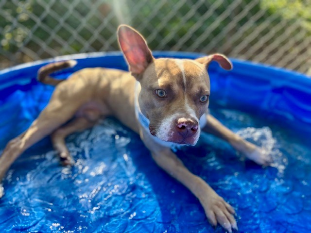 Shelter Stray Male Dog last seen CHARLOTTE, 8315 Byrum Dr, Charlotte, NC 28217, USA