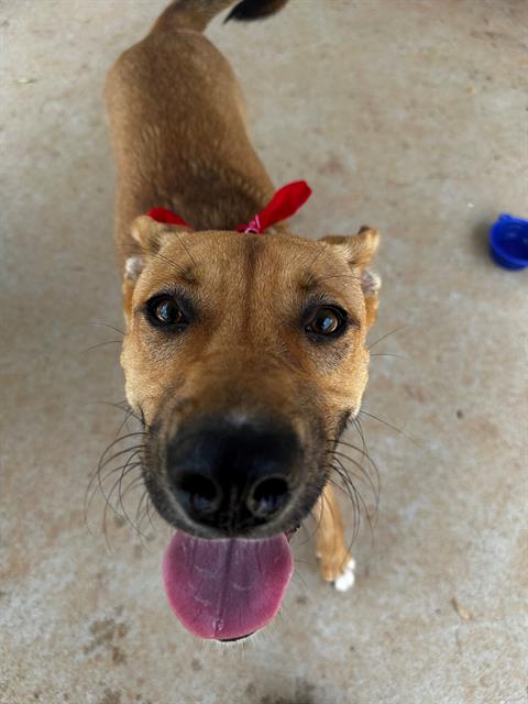 Shelter Stray Female Dog last seen CHARLOTTE, 8315 Byrum Dr, Charlotte, NC 28217, USA