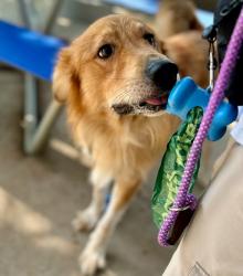 Shelter Stray Male Dog last seen HUNTERSVILLE, 8315 Byrum Dr, Charlotte, NC 28217, USA