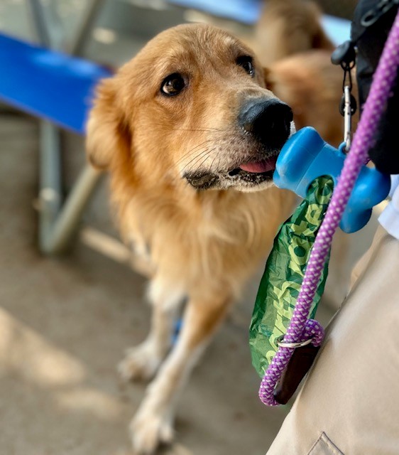 Shelter Stray Male Dog last seen HUNTERSVILLE, 8315 Byrum Dr, Charlotte, NC 28217, USA
