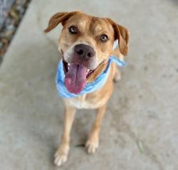Shelter Stray Male Dog last seen CHARLOTTE, 8315 Byrum Dr, Charlotte, NC 28217, USA