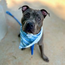 Shelter Stray Male Dog last seen CHARLOTTE, 8315 Byrum Dr, Charlotte, NC 28217, USA