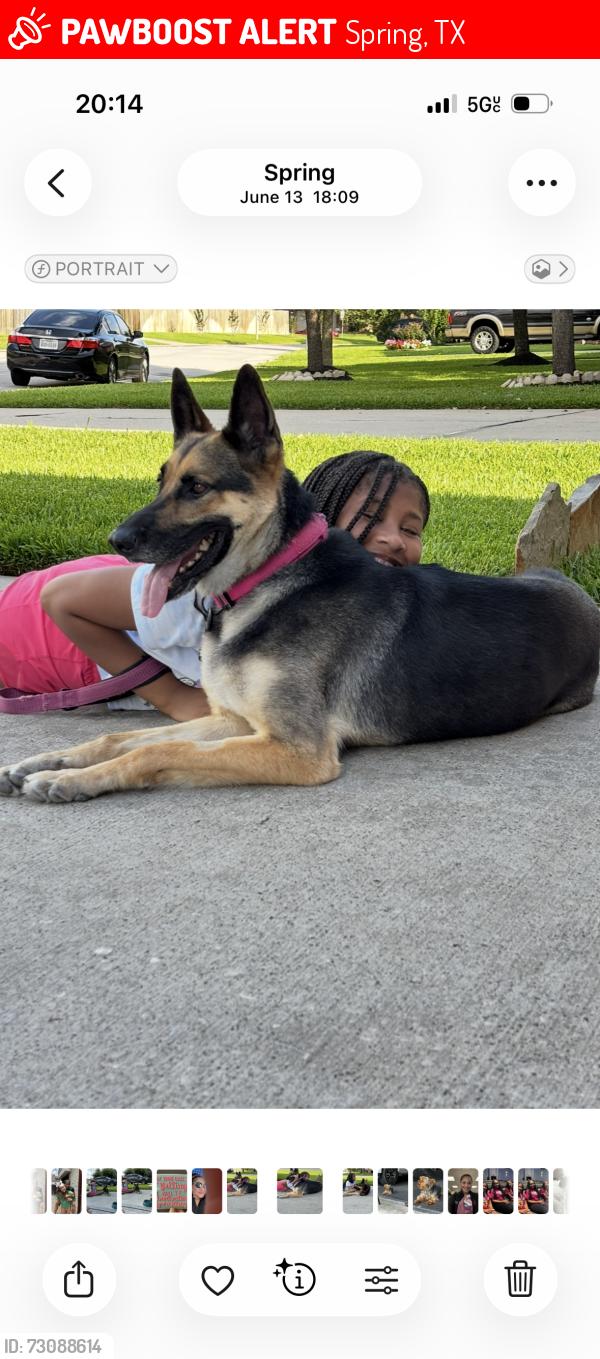Lost Female Dog last seen Lakes of Avalon Village neighborhood , Spring, TX 77379