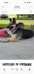 Lost Female Dog last seen Lakes of Avalon Village neighborhood , Spring, TX 77379