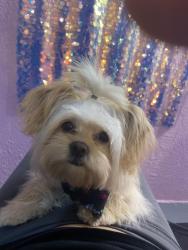 Lost Female Dog last seen Southfield Pontiac, Pontiac, MI 48342