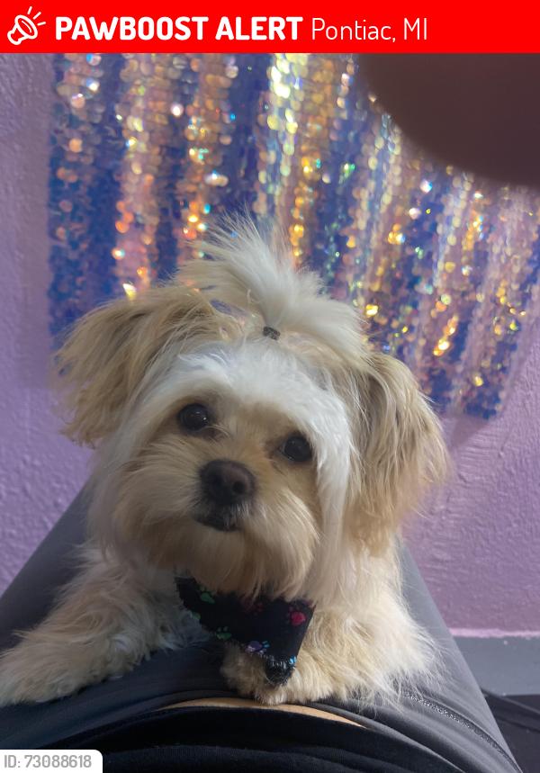 Lost Female Dog last seen Southfield Pontiac, Pontiac, MI 48342