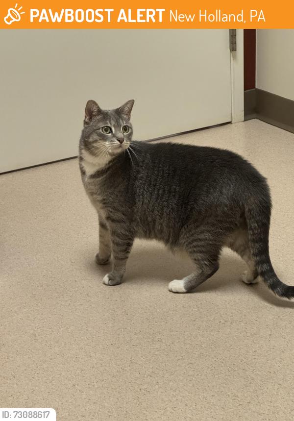 Found/Stray Female Cat last seen Wecaf Rd and Orlon St, New Holland, PA 17557