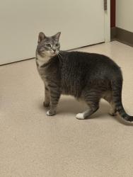 Found/Stray Female Cat last seen Wecaf Rd and Orlon St, New Holland, PA 17557