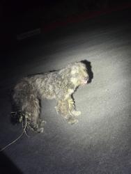 Found/Stray Unknown Dog last seen gate, Santa Rosa, CA 95404