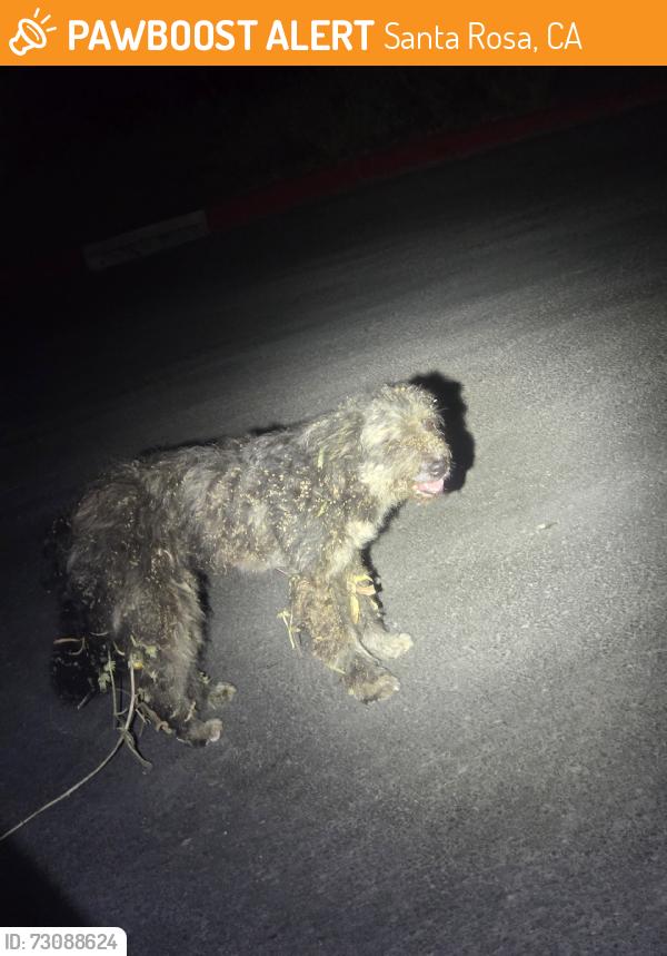 Found/Stray Unknown Dog last seen gate, Santa Rosa, CA 95404
