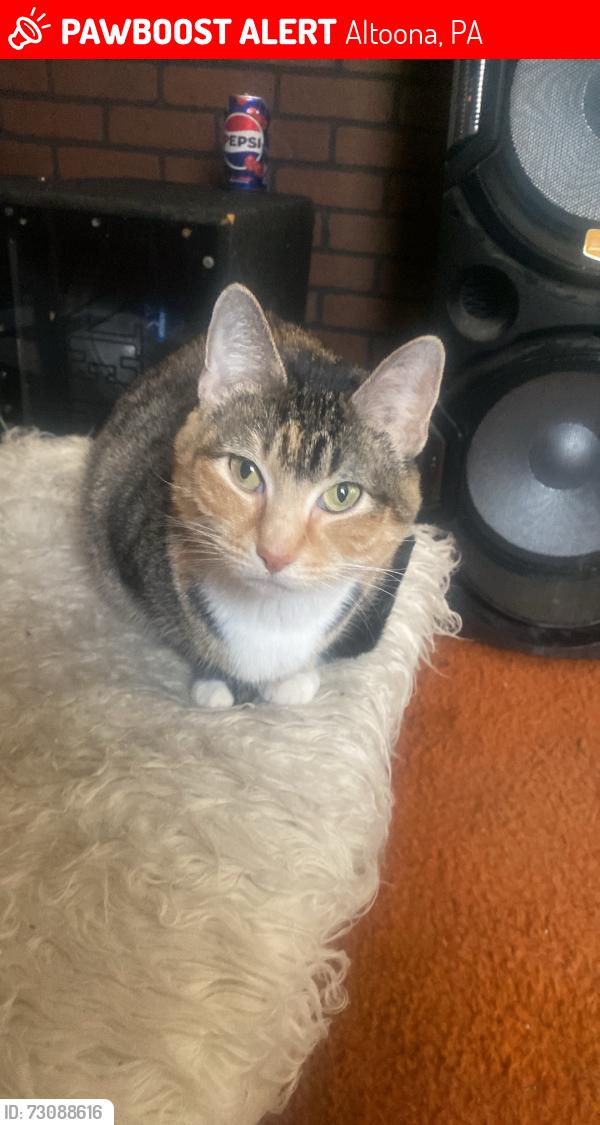 Lost Female Cat last seen Michael’s Pizzeria, Altoona, PA 16601