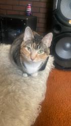 Lost Female Cat last seen Michael’s Pizzeria, Altoona, PA 16601