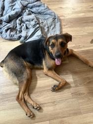 Lost Female Dog last seen Southfield Pontiac, Pontiac, MI 48342