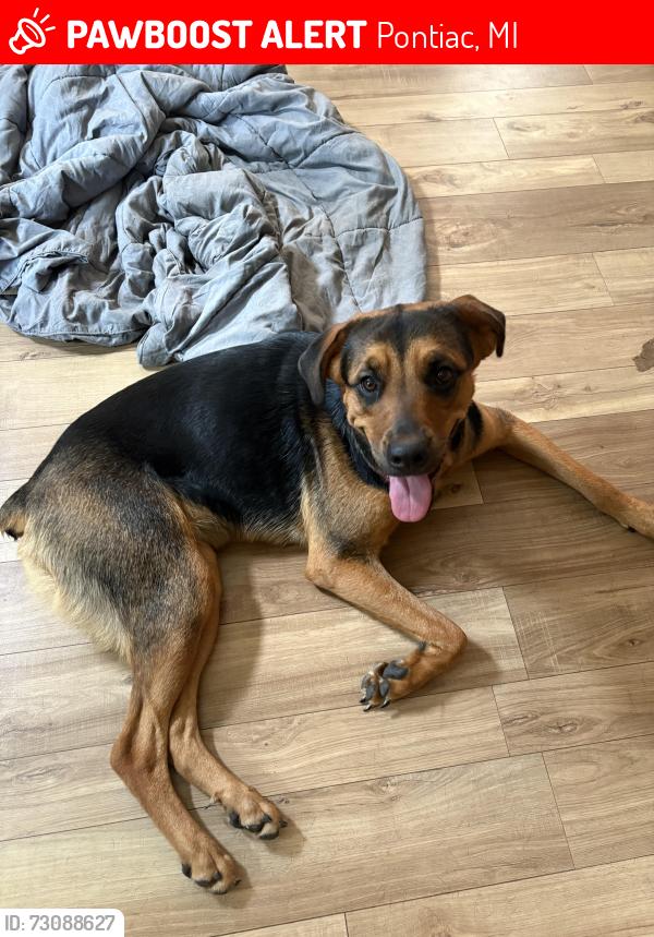 Lost Female Dog last seen Southfield Pontiac, Pontiac, MI 48342