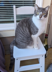Lost Male Cat last seen Near Preston Oaks Road, Dallas, TX 75254