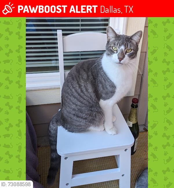 Lost Male Cat last seen Near Preston Oaks Road, Dallas, TX 75254