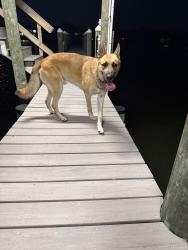 Found/Stray Male Dog last seen 32nd street Bradenton , Bradenton, FL 34205