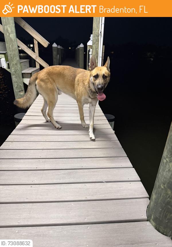 Found/Stray Male Dog last seen 32nd street Bradenton , Bradenton, FL 34205