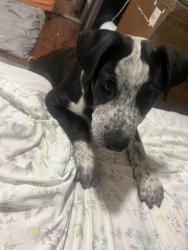 Found/Stray Male Dog last seen Berendo st, 로스앤젤레스, CA 90005