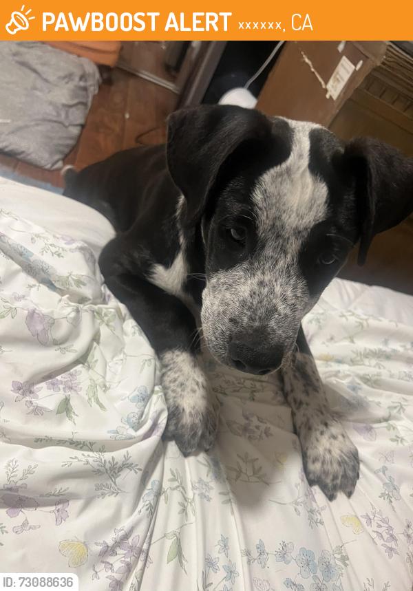 Found/Stray Male Dog last seen Berendo st, 로스앤젤레스, CA 90005
