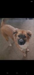 Lost Female Dog last seen Sunny hills blvd, Chipley, FL 32428