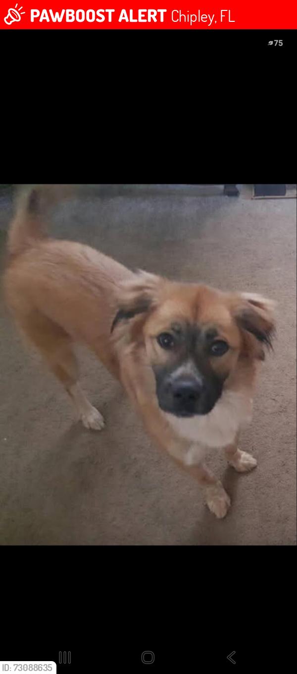 Lost Female Dog last seen Sunny hills blvd, Chipley, FL 32428