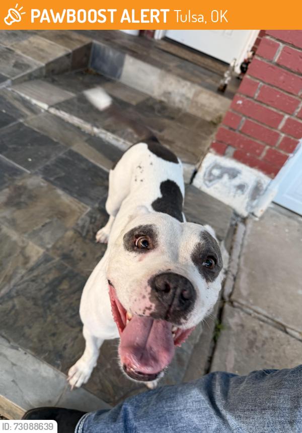 Found/Stray Female Dog last seen 21st and 129th, Tulsa, OK 74128